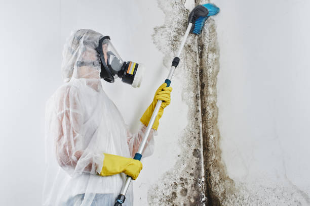 Best Mold Remediation for Specific Building Types in Soap Lake, WA