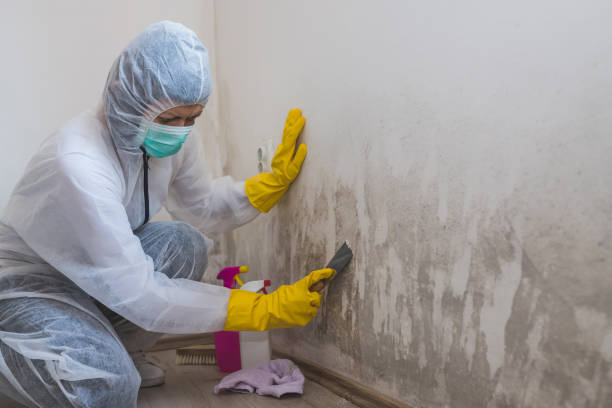 Best Post-Flood Mold Remediation in Soap Lake, WA