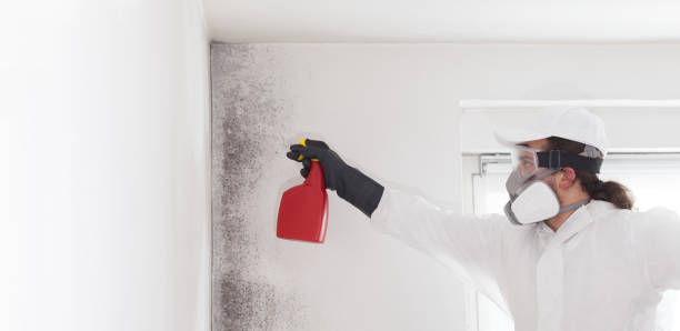 Best Kitchen Mold Remediation in Soap Lake, WA