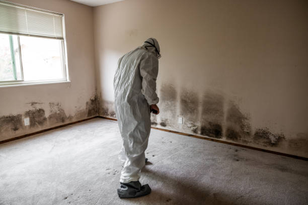 Best Localized Mold Remediation (e.g., coastal areas, humid climates) in Soap Lake, WA