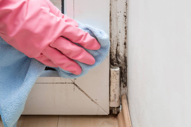 Professional Mold Remediation in Soap Lake, WA