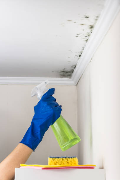 Best Black Mold Remediation in Soap Lake, WA